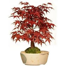 ボケ盆栽/ 紅花 ボケ盆栽/ 紅花